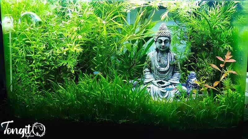 گیاهان مورد استفاده در سبک تایوانی