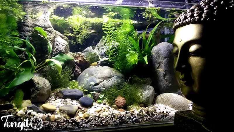 استفاده از مجسمه در آکواریوم حرفه ای تایوانی