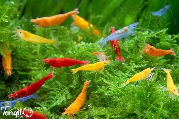 راهنمای انتخاب میگو آکواریومی: گونههای مناسب برای آکواریوم شما