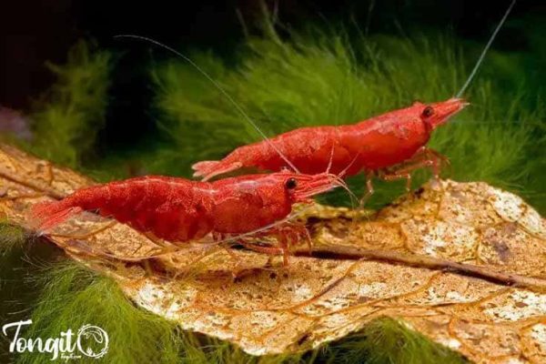 تغذیه میگوهای آکواریومی از میکروارگانیسمهای روی برگ خشک: یک منبع غذایی طبیعی و مغذی