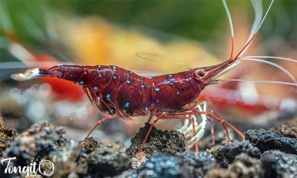 میگوی سولاوسی بر روی بستر آکواریوم؛ تماشای زیبایی در دل شنهای آرام