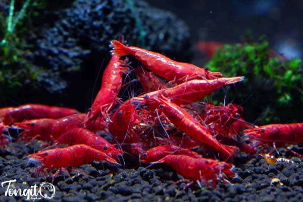 میگو قرمز آتشین (Fire Red Shrimp)؛ درخشانترین میگوی نئوکاردینا