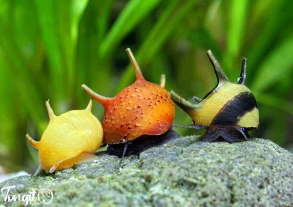 سه میگوی شاخدار رنگارنگ؛ تابلویی زنده از زیباییهای دنیای زیر آب