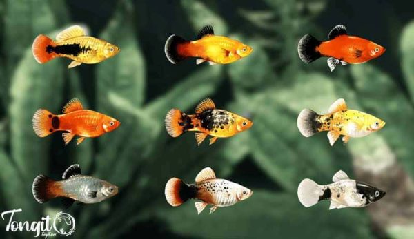 انواع ماهی پلاتی مناسب برای آکواریوم میگو؛ همزیستی رنگارنگ و آرام در دنیای زیر آب