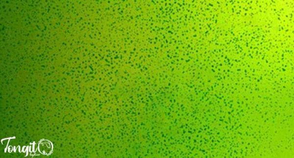 جلبک سبز نقطهای روی شیشه آکواریوم؛ نشانهای از عدم تعادل شرایط زیستی