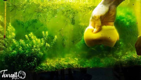 پاکسازی دستی جلبک از شیشه آکواریوم برای پیشگیری از گسترش جلبک