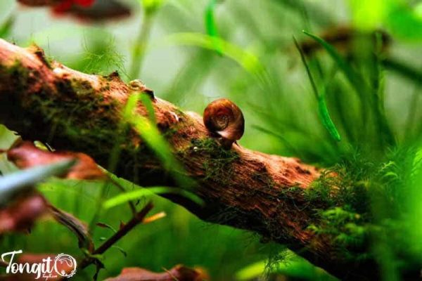 تغذیه حلزون از جلبکها؛ پاکسازی طبیعی سطوح در آکواریوم
