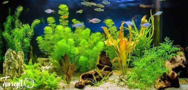 نقش گیاهان سریعالرشد در مهار طبیعی جلبکها در آکواریوم